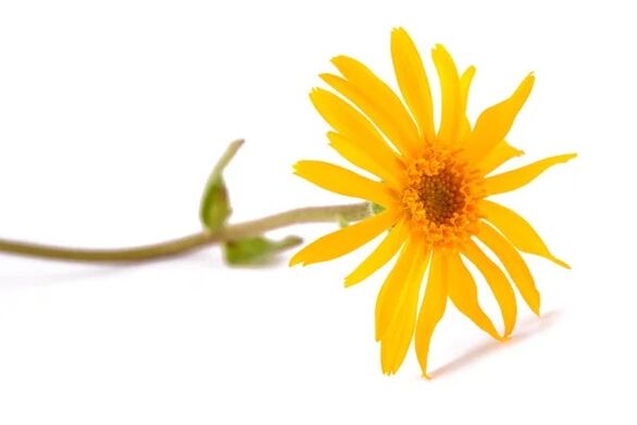 Hondrox contiene estratto di arnica